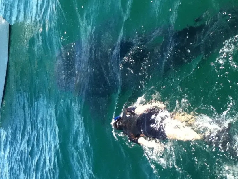 imagen recuadro En baja california Sur ofrece al turismo una amplia gama de actividades Foto: Tripavisor