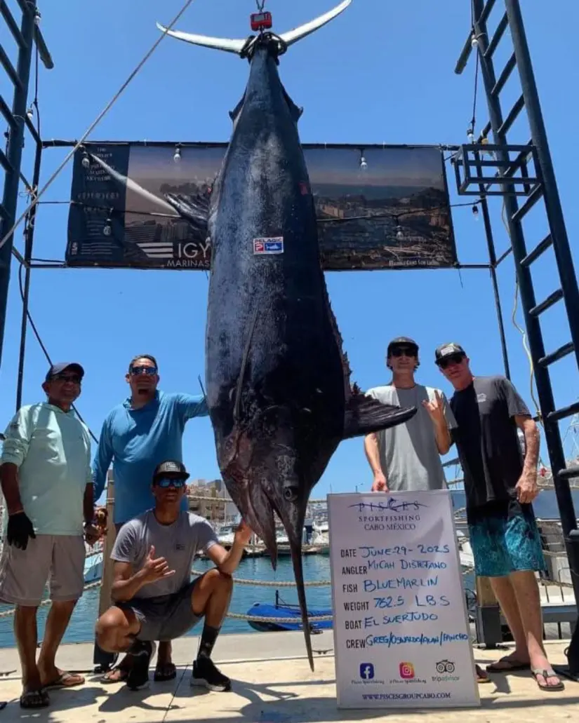 Capturan a un marlín azul de 345kg en Los Cabos, Baja California Sur. Foto: Facebook @Pisces Sportfishing Fleet.