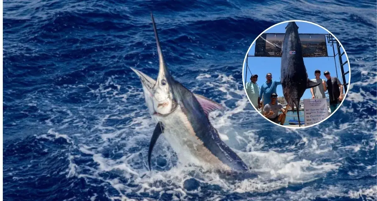 Conoce el marlín más grande capturado en Baja California Sur. Foto: cortesía