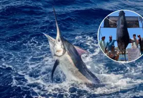 Capturan marlín de 345 kilos en Los Cabos: hazaña reafirma el prestigio de BCS en la pesca deportiva