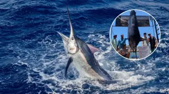 Capturan marlín de 345 kilos en Los Cabos: hazaña reafirma el prestigio de BCS en la pesca deportiva