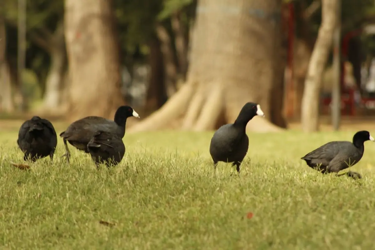 Gallareta Americana en la ciudad de Culiacán, Parque Las Riberas. Foto NaturalistMX