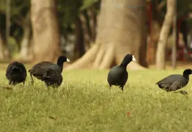 La biodiversidad que habita nuestras ciudades