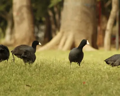 La biodiversidad que habita nuestras ciudades