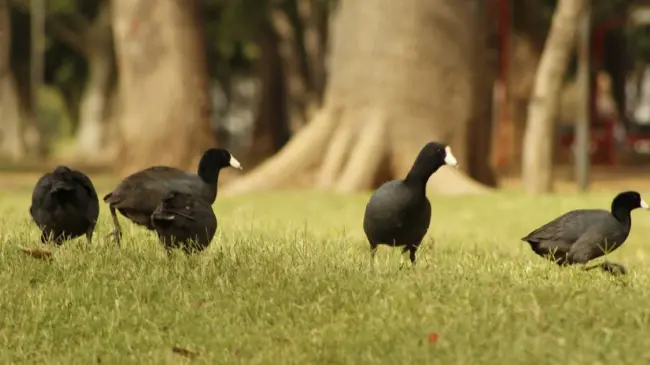 Gallareta Americana en la ciudad de Culiacán, Parque Las Riberas. Foto NaturalistMX