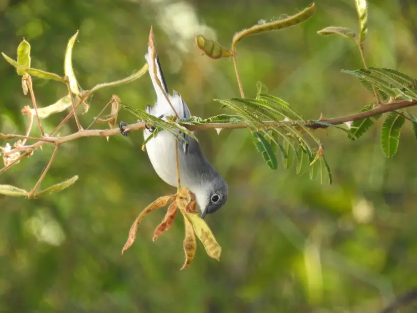 Perlita azulgris en Parque Las Riberas Culiacán. Foto NaturalistMX