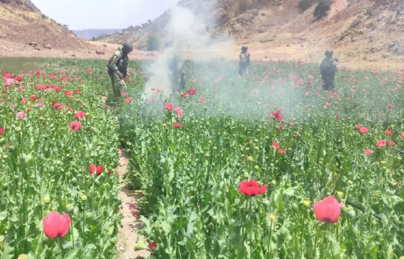 Erradicación de plantíos. Foto: Gob. de México