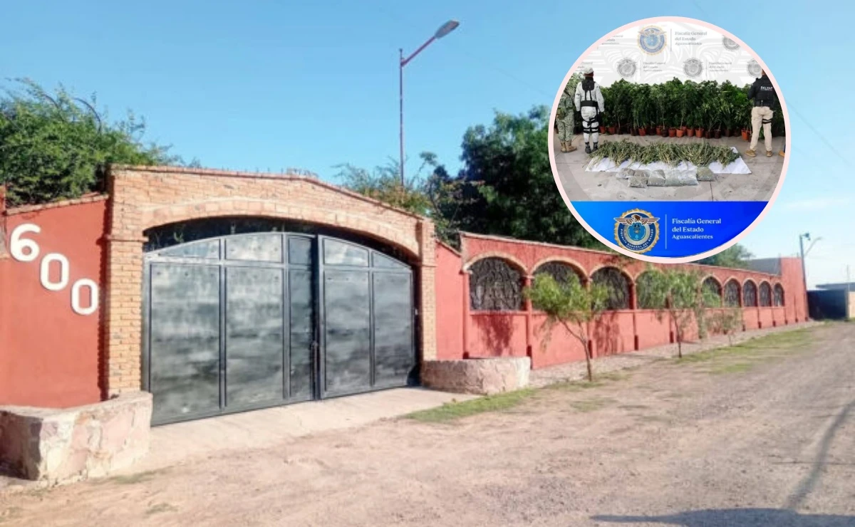En el lugar se aseguraron más de 50 kilos de marihuana. Fotos: FGE