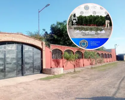 Golpe al narco en Aguascalientes: aseguran plantíos de marihuana y detienen a pareja en finca