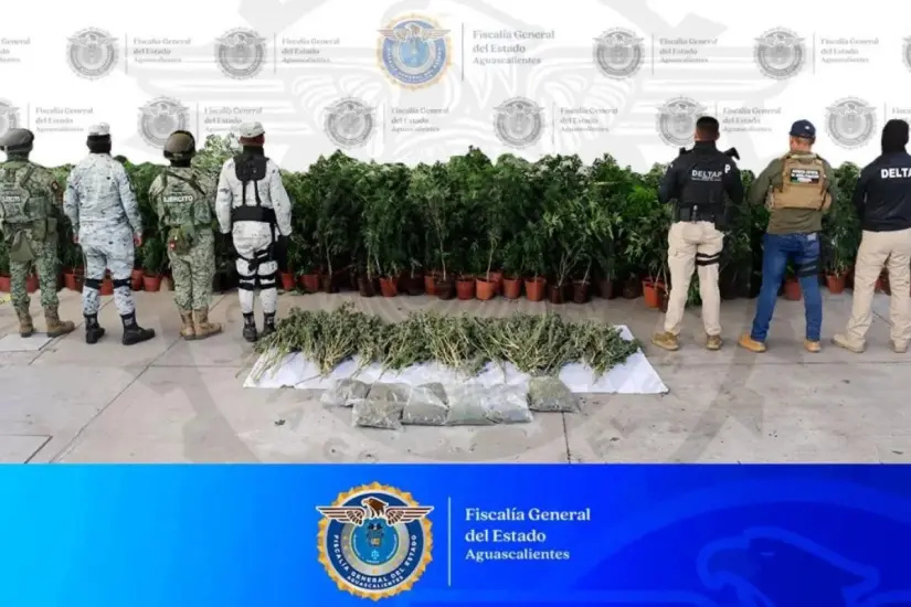 Golpe al narco en Aguascalientes: aseguran plantíos de marihuana y detienen a pareja en finca En la finca se aseguraron más de 50 kilos de presunta marihuana. Foto: FGE