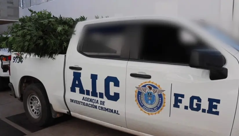 Golpe al narco en Aguascalientes: aseguran plantíos de marihuana y detienen a pareja en finca La droga fue puesta a disposición de las autoridades correspondientes. Foto: FGE