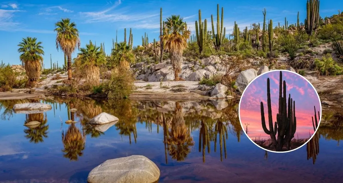 Conoce los destinos turísticos de Cataviña, Baja California. Foto: cortesía