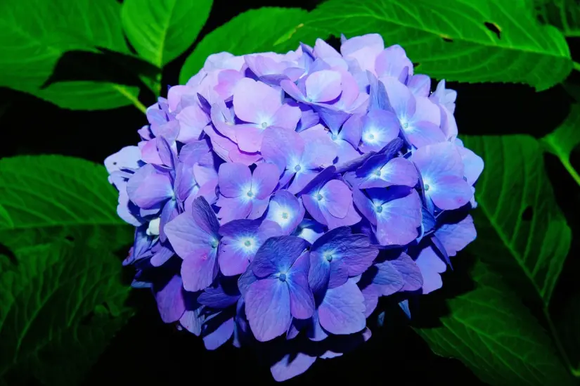 Hortensia. Foto. Pixabay. Hortensia. Foto. Pixabay.