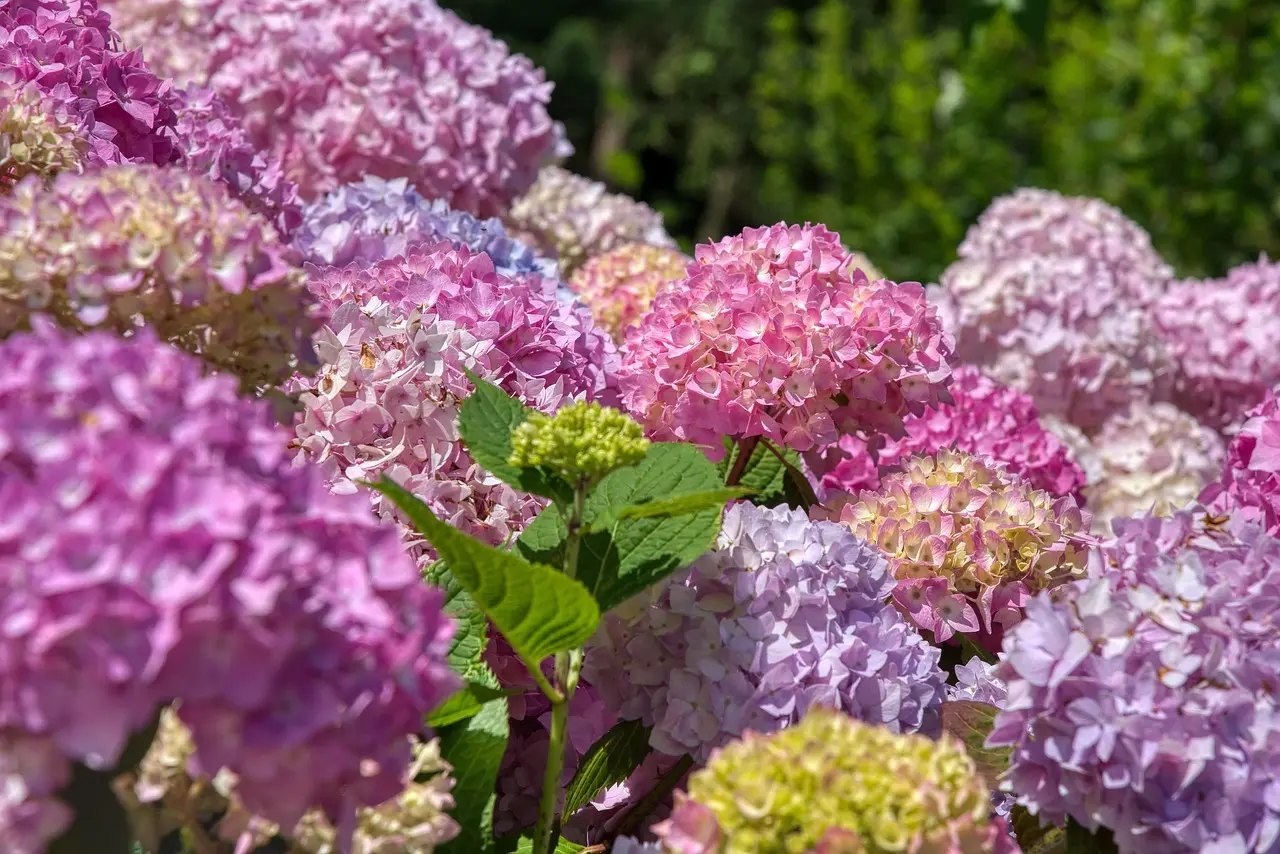 Hortensias. Foto. Pixabay.