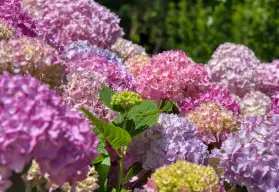 Japón y su amor por la naturaleza: Los festivales de hortensias y la lección que nos dejan