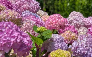 Japón y su amor por la naturaleza: Los festivales de hortensias y la lección que nos dejan