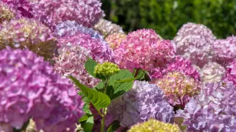 Japón y su amor por la naturaleza: Los festivales de hortensias y la lección que nos dejan