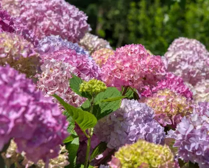 Japón y su amor por la naturaleza: Los festivales de hortensias y la lección que nos dejan