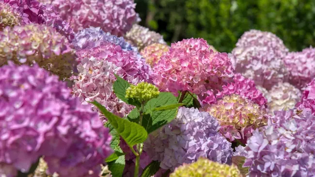Hortensias. Foto. Pixabay.