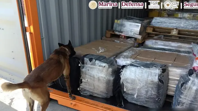 La droga fue encontrada con ayuda de un canino. Foto: Semar