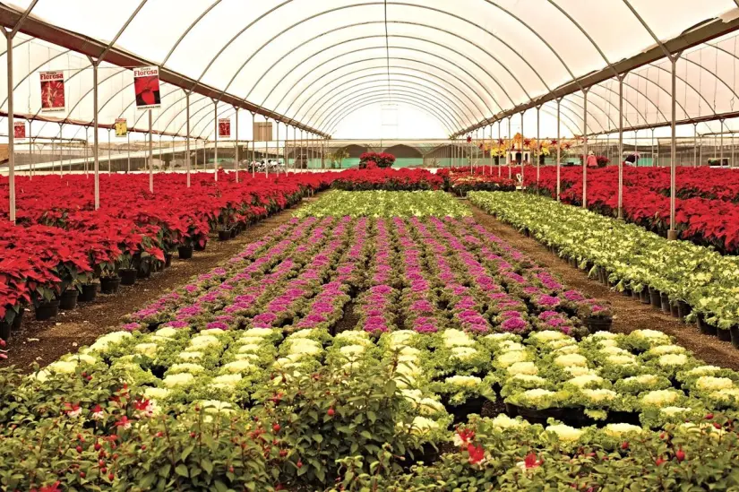 imagen recuadro Viveros de Flores en Antlixco Foto: México Desconocido