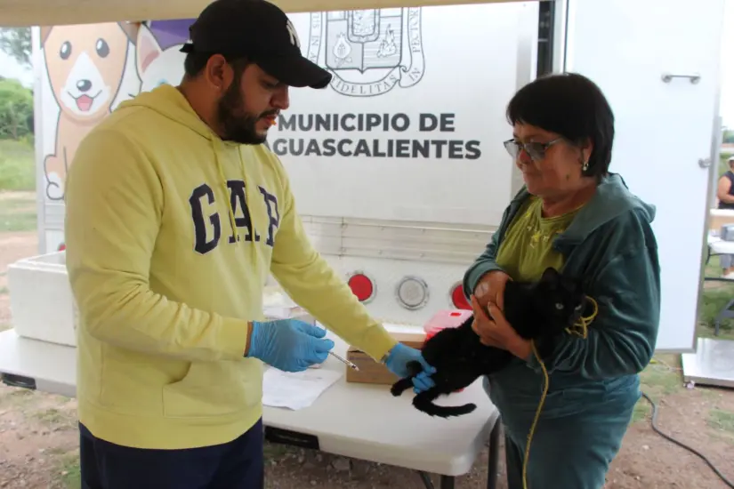 Esterilización de mascotas en Aguascalientes, sin costo Esterilización de mascotas en Aguascalientes, sin costo. Foto: Cortesía