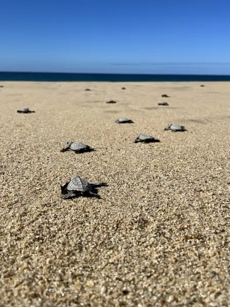 Vive la experiencia de liberar tortugas en la playa San Pedrito en La Paz. Foto: Cortesía.