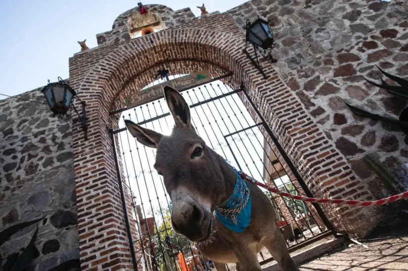 Burrolandia, el santuario de burros en Otumba. Foto: México desconocido. Burrolandia, el santuario de burros en Otumba. Foto: México desconocido.