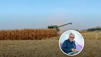 Anuncian medidas para evitar crisis de comercialización de maíz en Sinaloa