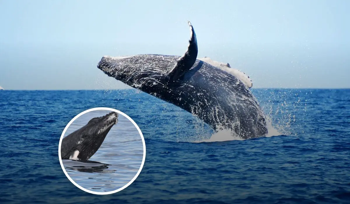 En dónde ver la temporada de ballenas en Baja California Sur Foto: Tripavisor