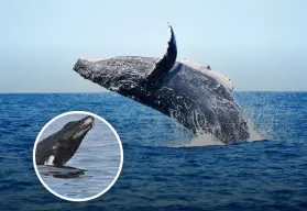 Baja California Sur: ¿Dónde y cuándo ver ballenas?