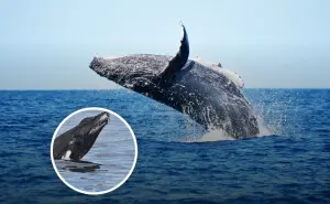 Baja California Sur: ¿Dónde y cuándo ver ballenas?