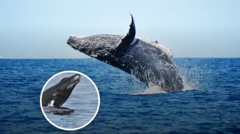 Baja California Sur: ¿Dónde y cuándo ver ballenas?