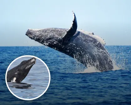Baja California Sur: ¿Dónde y cuándo ver ballenas?