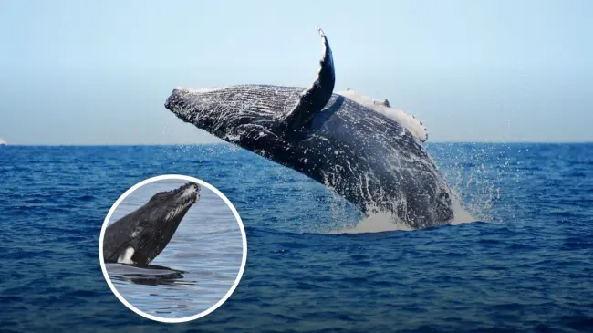 En dónde ver la temporada de ballenas en Baja California Sur Foto: Tripavisor