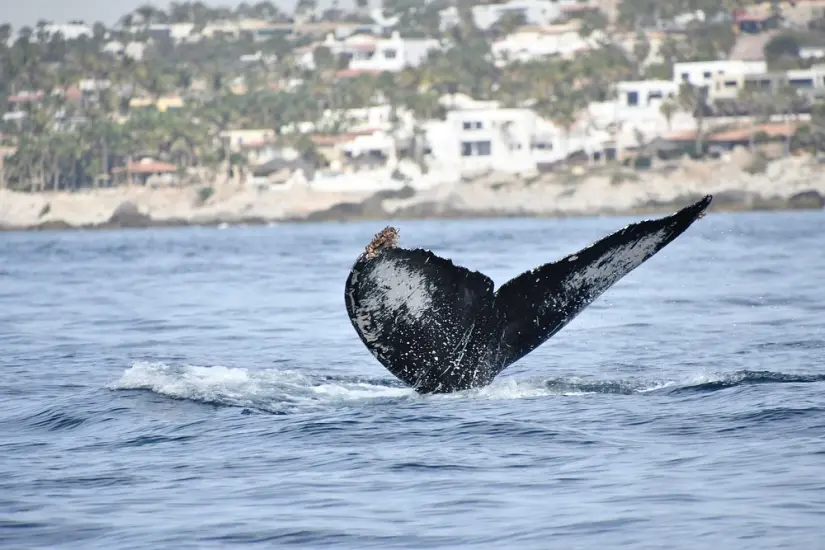 imagen recuadro Cuatro lugares para ver ballenas en Baja California Sur Foto: Tripavisor