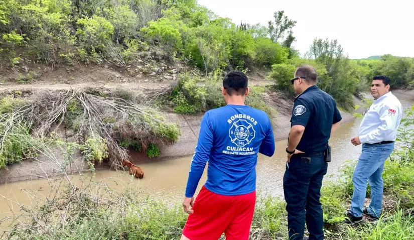 Autoridades salvan potrillo en Culiacán El animal terminó en el canal debido a las lluvias. Foto: PC