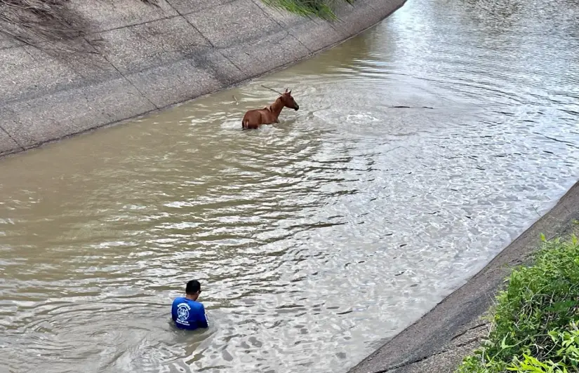 Autoridades salvan potrillo en Culiacán Aunque el proceso fue complicado, la tenacidad de las autoridades logró rescatar al animal. Foto: PC