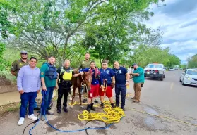 Protección Civil, Bomberos y GEPA rescatan un potrillo del canal San Lorenzo en Culiacán