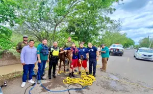 Protección Civil, Bomberos y GEPA rescatan un potrillo del canal San Lorenzo en Culiacán