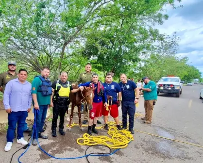 Protección Civil, Bomberos y GEPA rescatan un potrillo del canal San Lorenzo en Culiacán