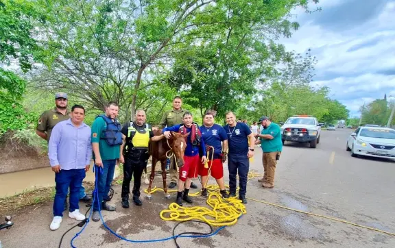 Protección Civil, Bomberos y GEPA rescatan un potrillo del canal San Lorenzo en Culiacán