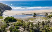 Un oasis de palmeras en Playa San Pedrito, en Baja California Sur