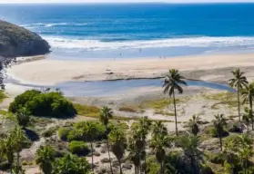 Un oasis de palmeras en Playa San Pedrito, en Baja California Sur