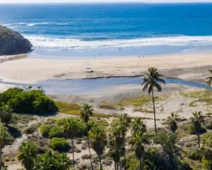 Un oasis de palmeras en Playa San Pedrito, en Baja California Sur