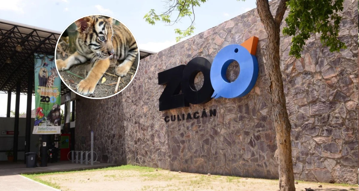 El Zoológico de Culiacán celebra el nacimiento de nuevos cuatro cachorros de Tigre de Bengala. Foto: Cortesía.