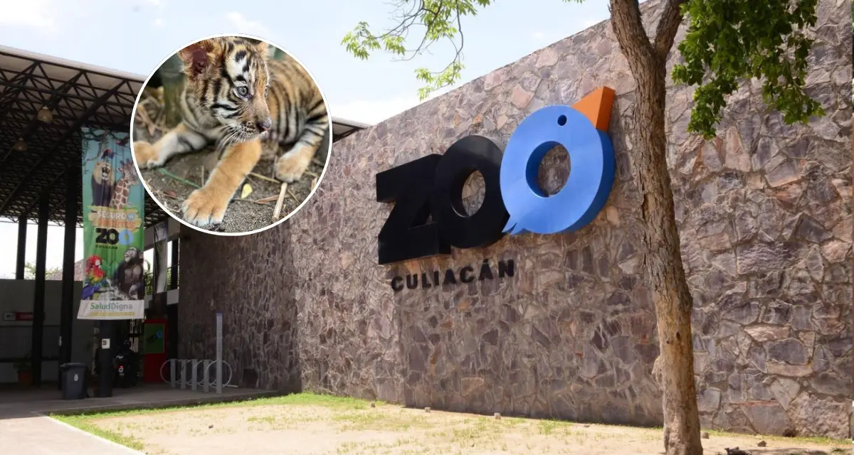 El Zoológico de Culiacán celebra el nacimiento de nuevos cuatro cachorros de Tigre de Bengala. Foto: Cortesía.