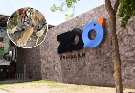 El Zoológico de Culiacán invita a dar la bienvenida a los nuevos cuatro cachorros de Tigre de Bengala