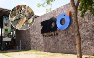 El Zoológico de Culiacán invita a dar la bienvenida a los nuevos cuatro cachorros de Tigre de Bengala