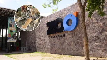 El Zoológico de Culiacán invita a dar la bienvenida a los nuevos cuatro cachorros de Tigre de Bengala
